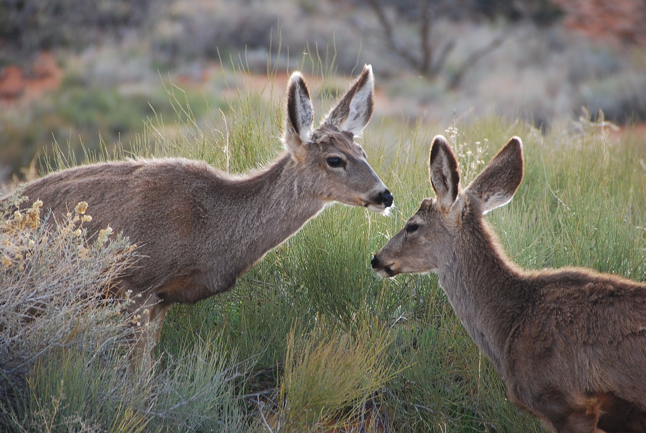 deer wild forest free photo