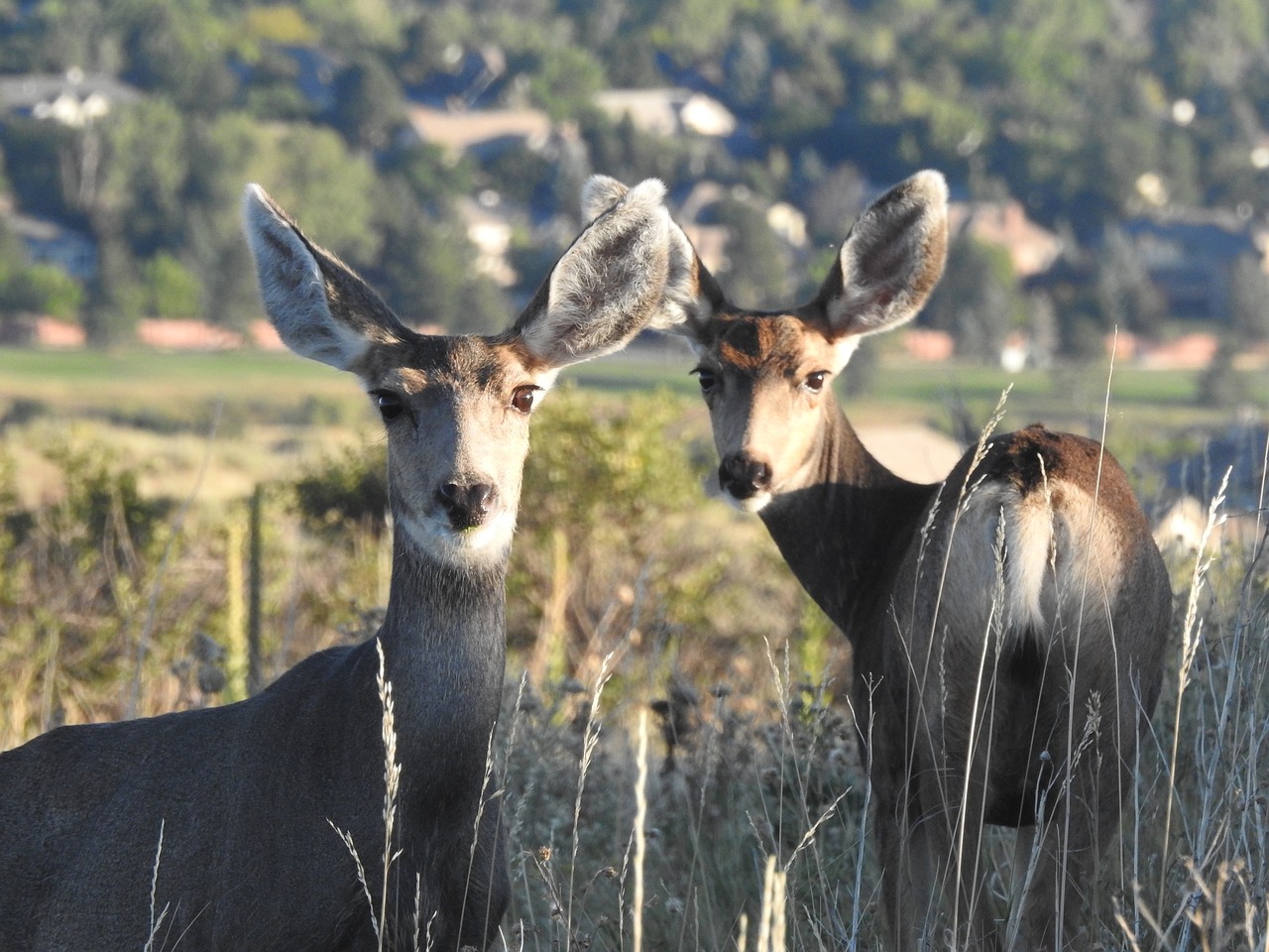 deer wildlife doe free photo