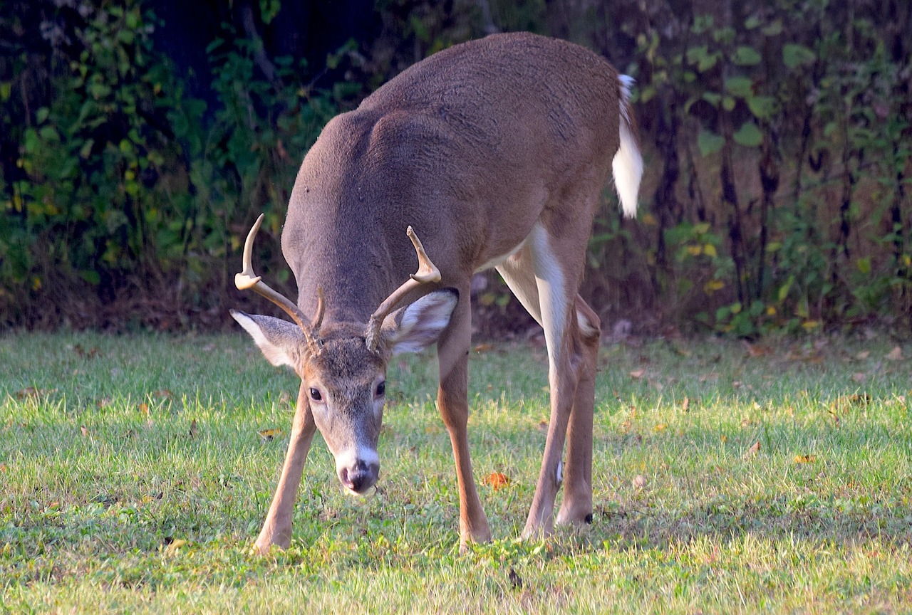 deer buck antlers free photo