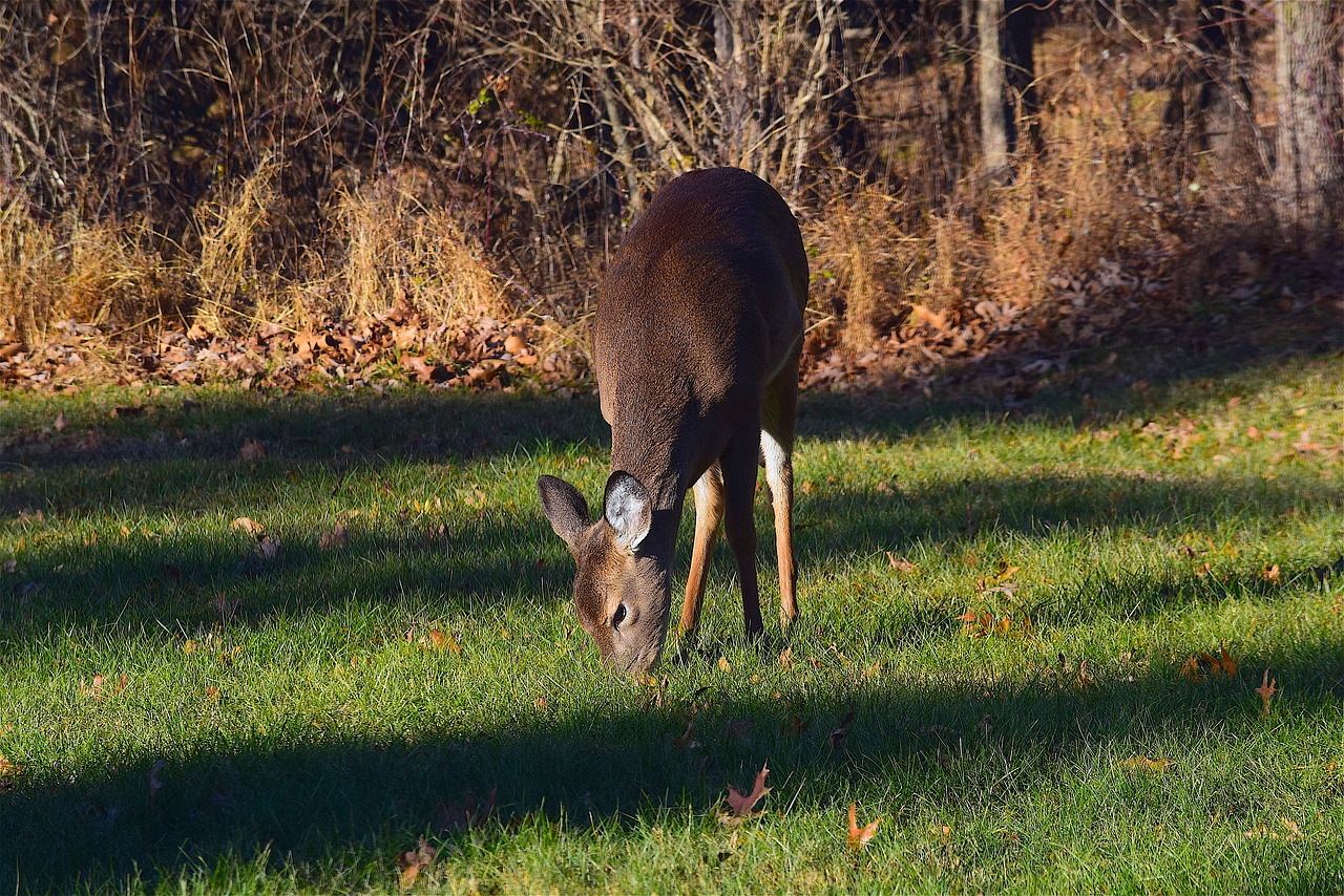 deer morning light free photo