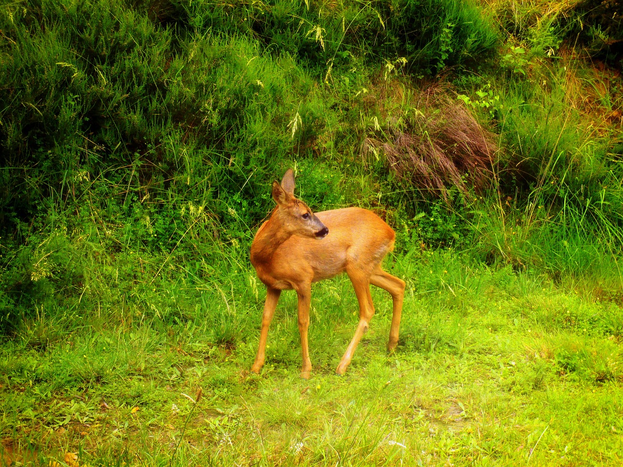 deer fawn animal free photo