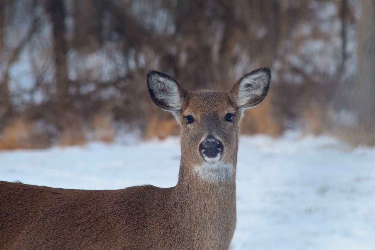 deer wildlife mammal free photo