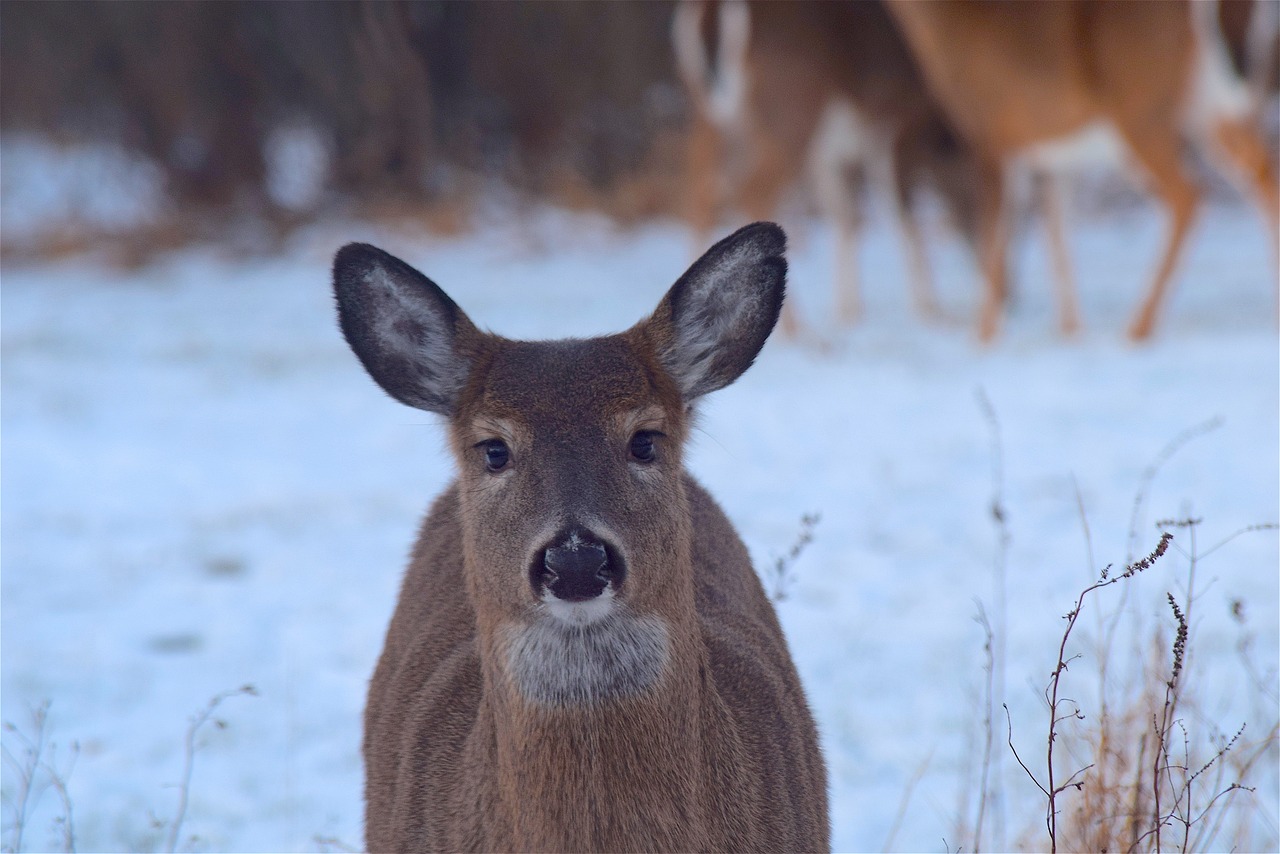 deer wildlife mammal free photo