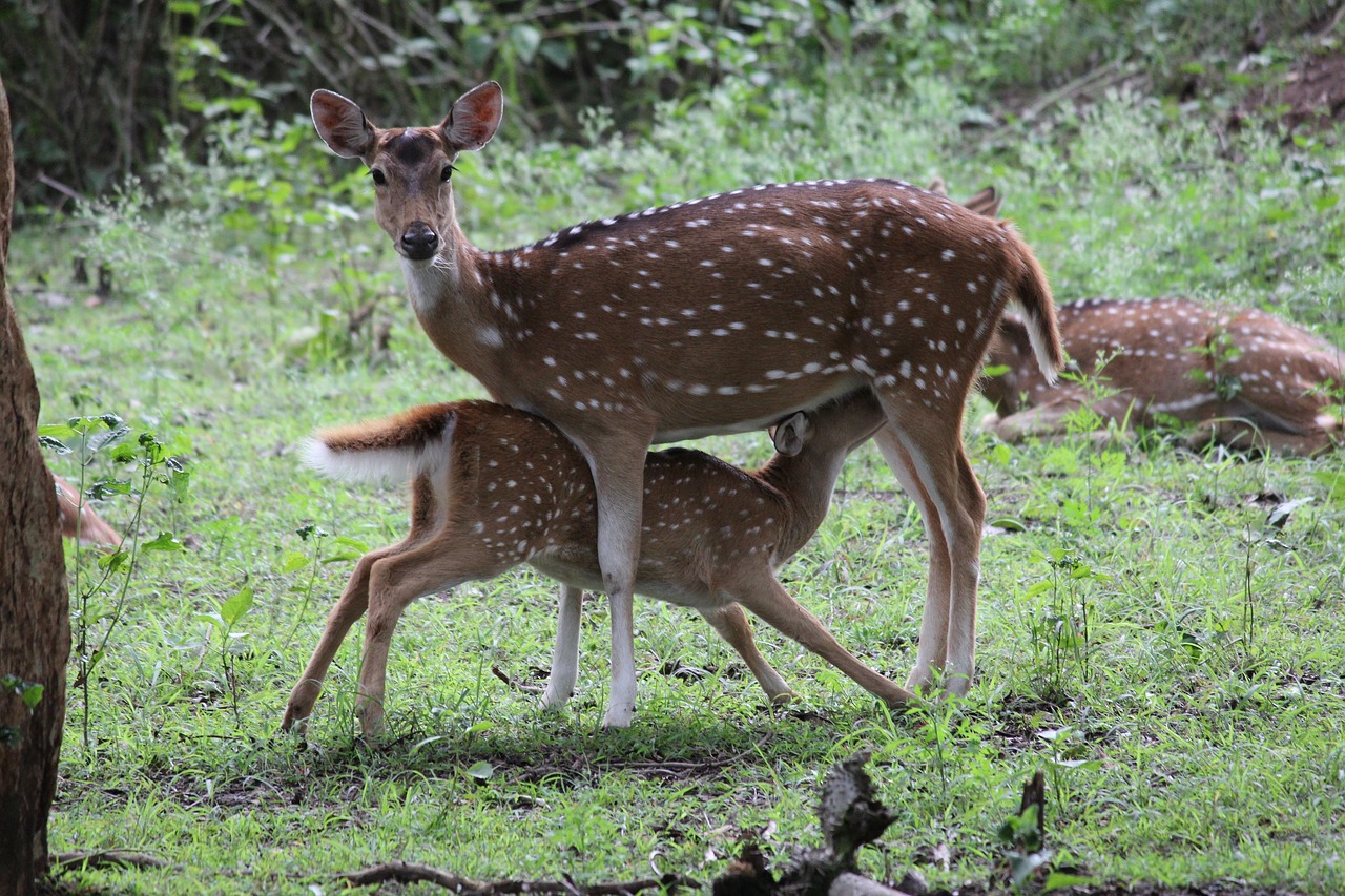 deer mammal wildlife free photo