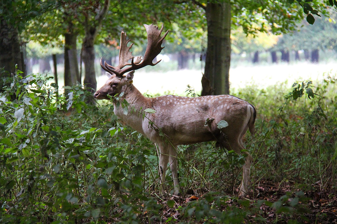 deer fallow deer nature free photo