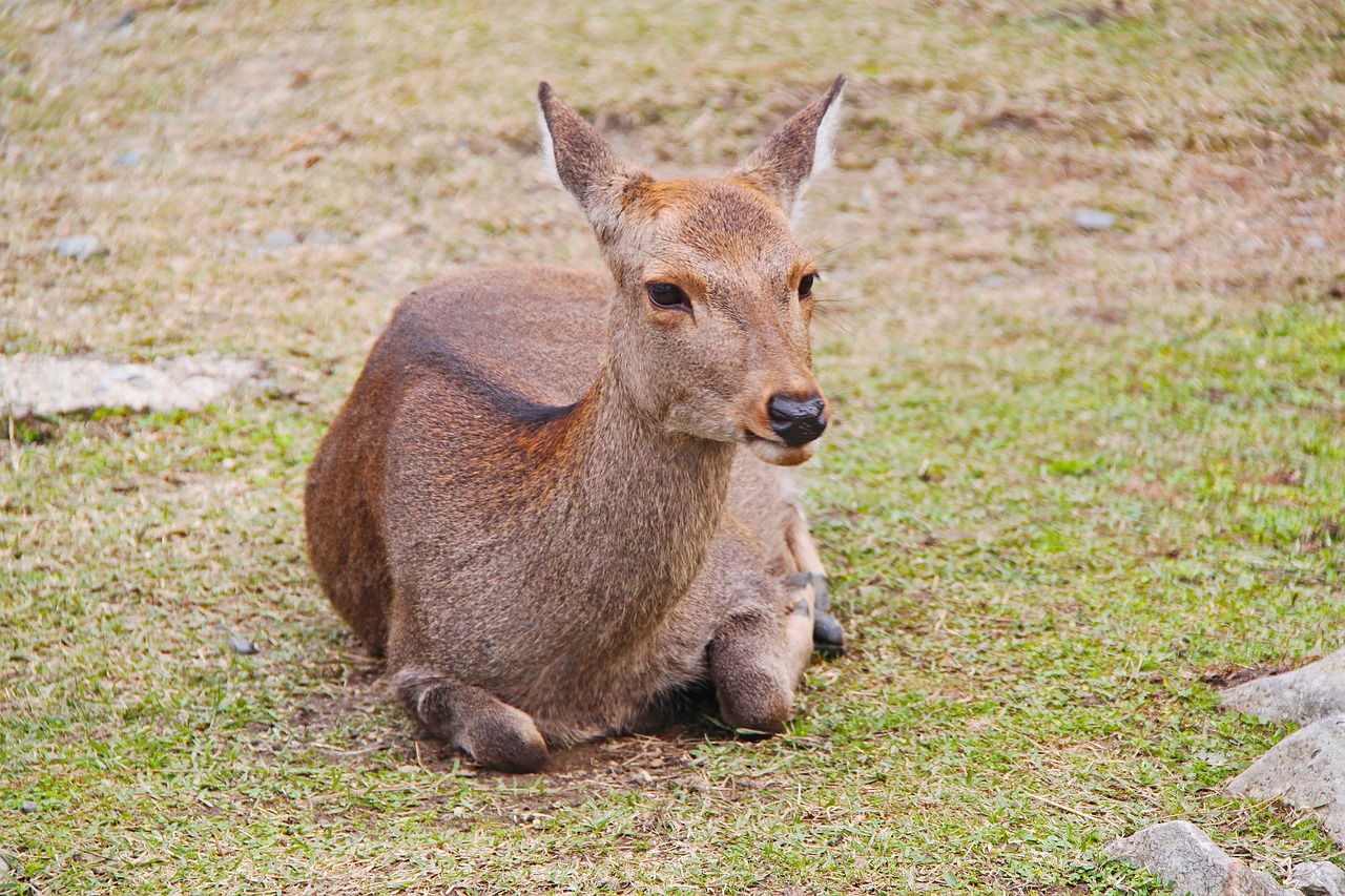 deer beautiful mammal free photo