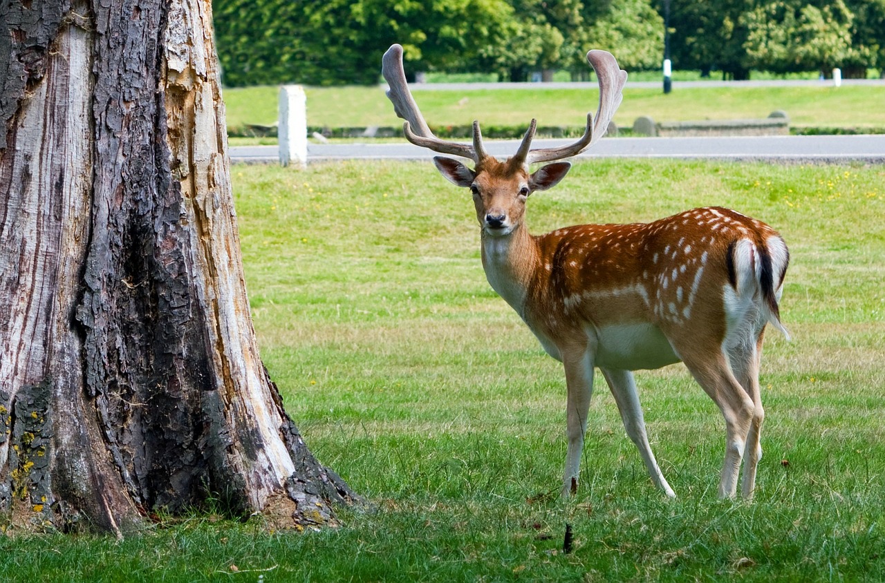 deer roe deer portrait free photo