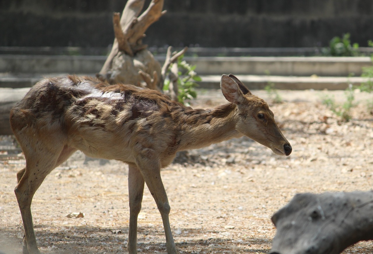 deer  wildlife  mammal free photo