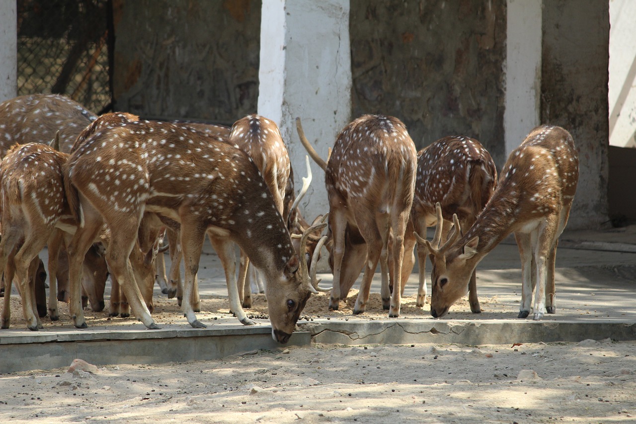 deer  mammal  animal free photo