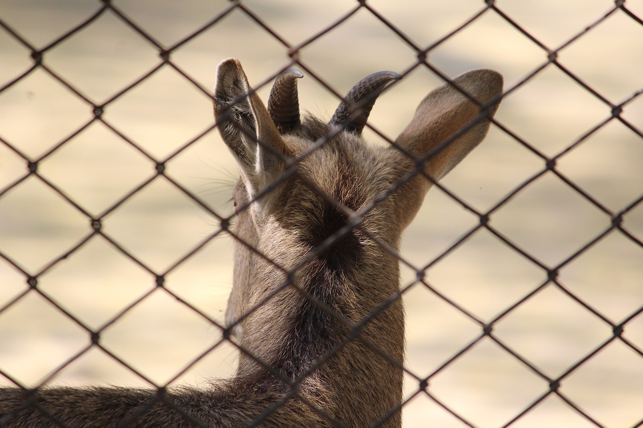 deer  fence  cage free photo