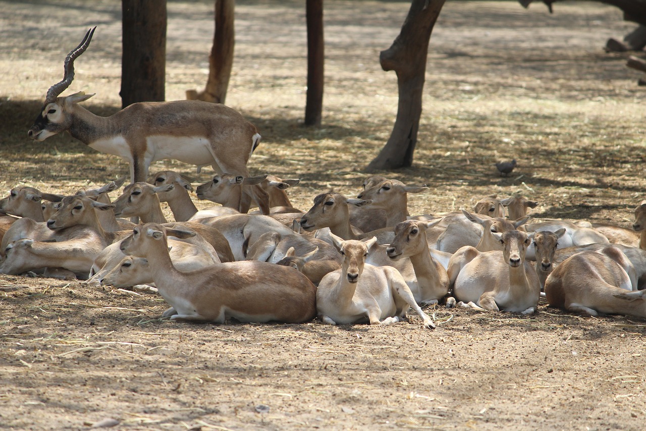 deer  zoo  mammal free photo