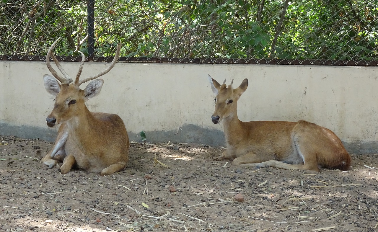 deer  sangai  eld's deer free photo