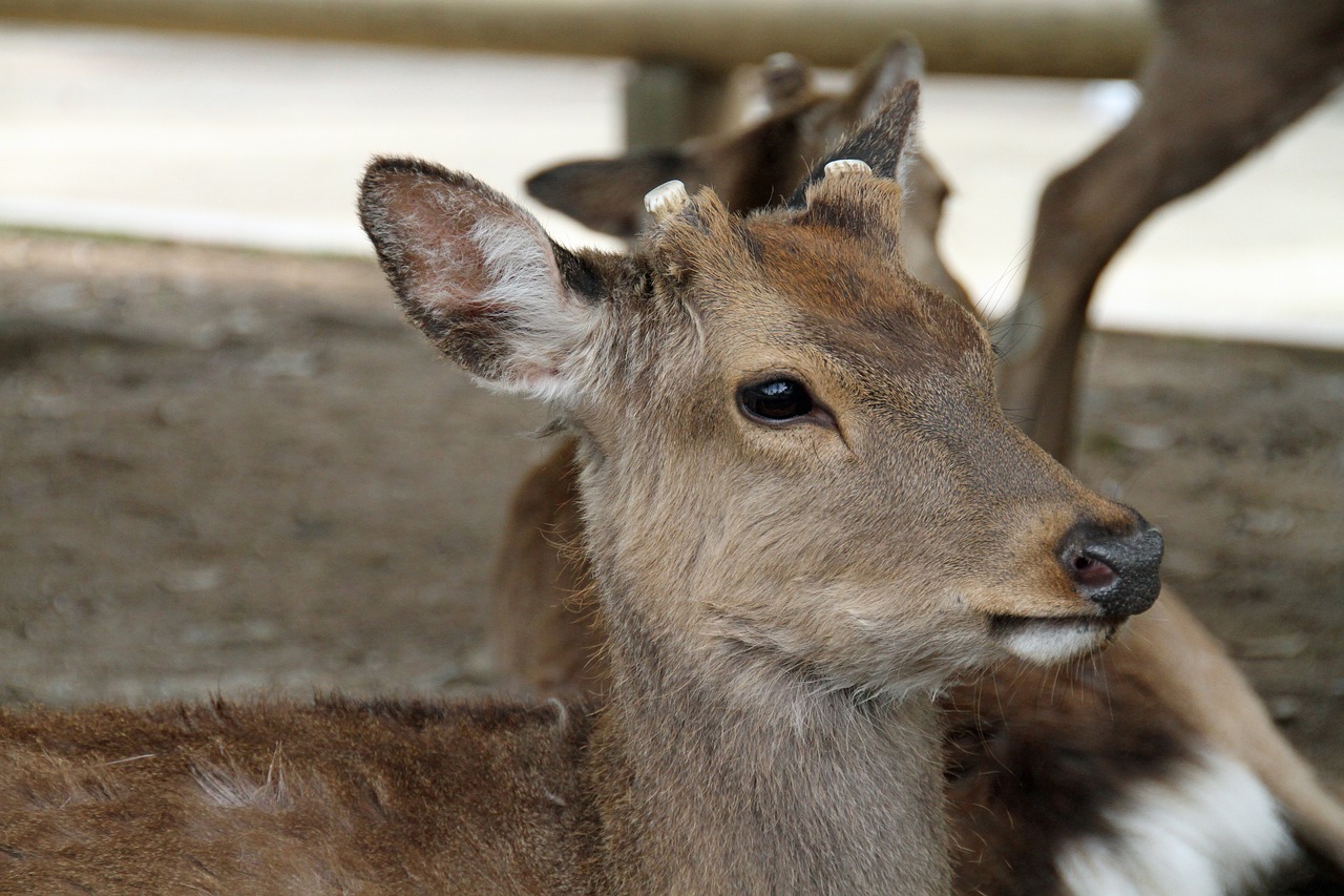 deer  wild  forest free photo