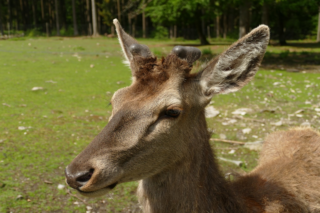 deer  animal  mammal free photo