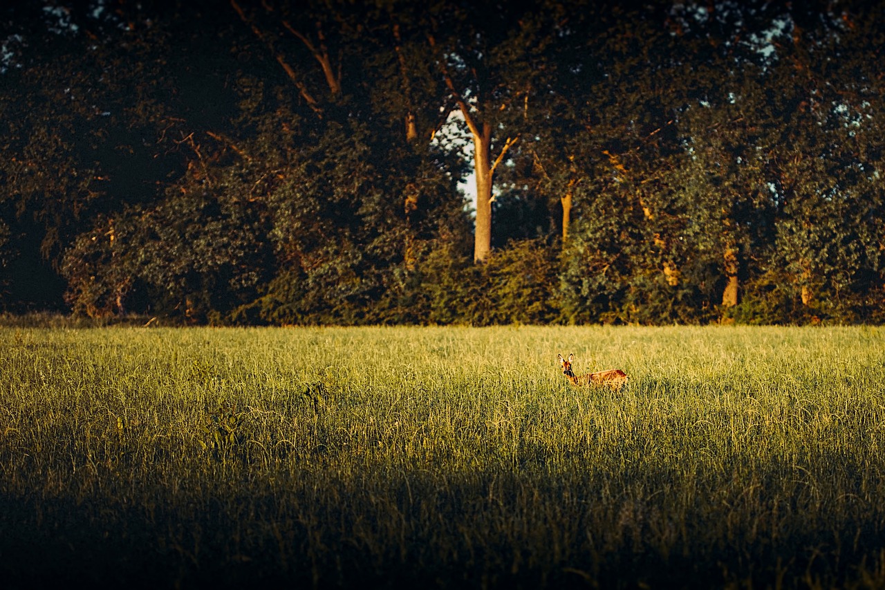 deer  sunset  meadow free photo