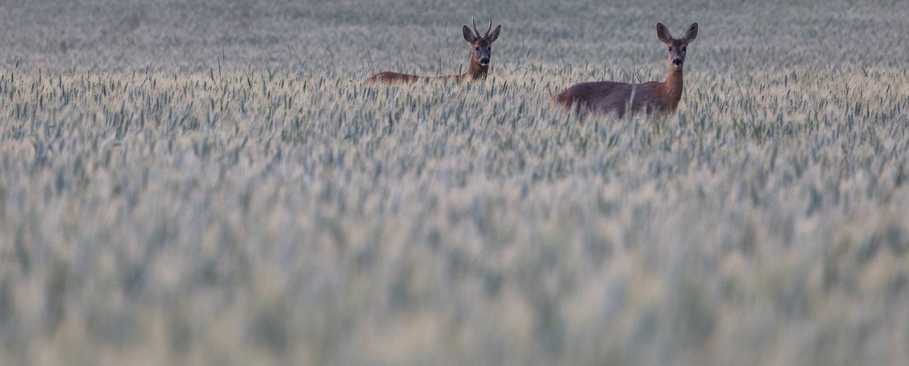 deer  red  grass free photo