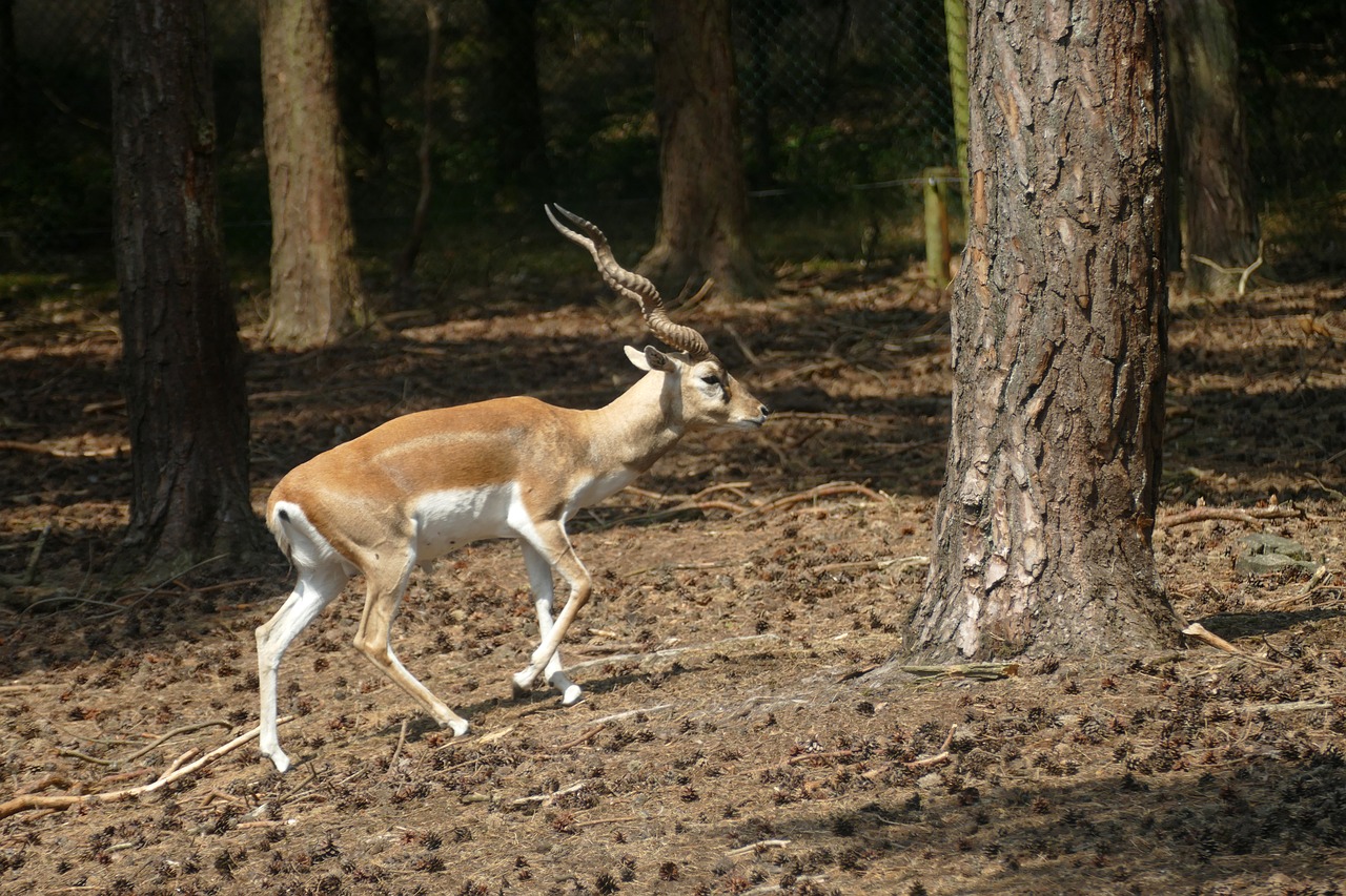 deer  mammal  fauna free photo