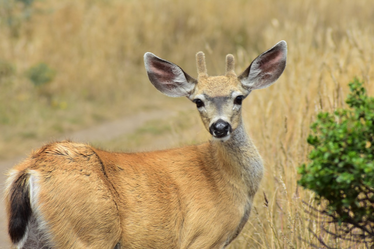 deer  buck  animal free photo