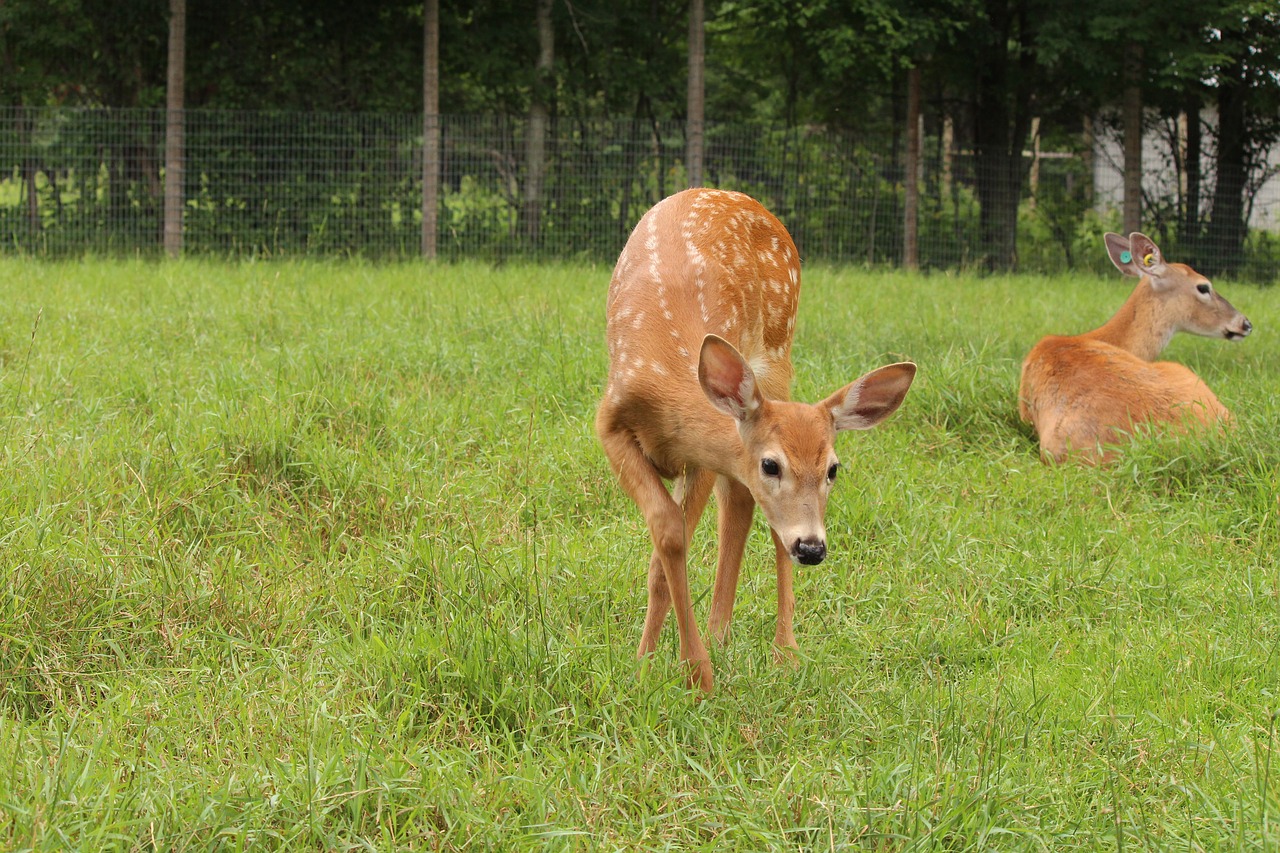 deer  fawn  nature free photo