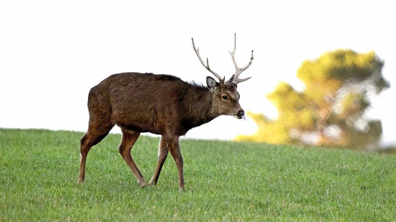 deer  animal  nature free photo