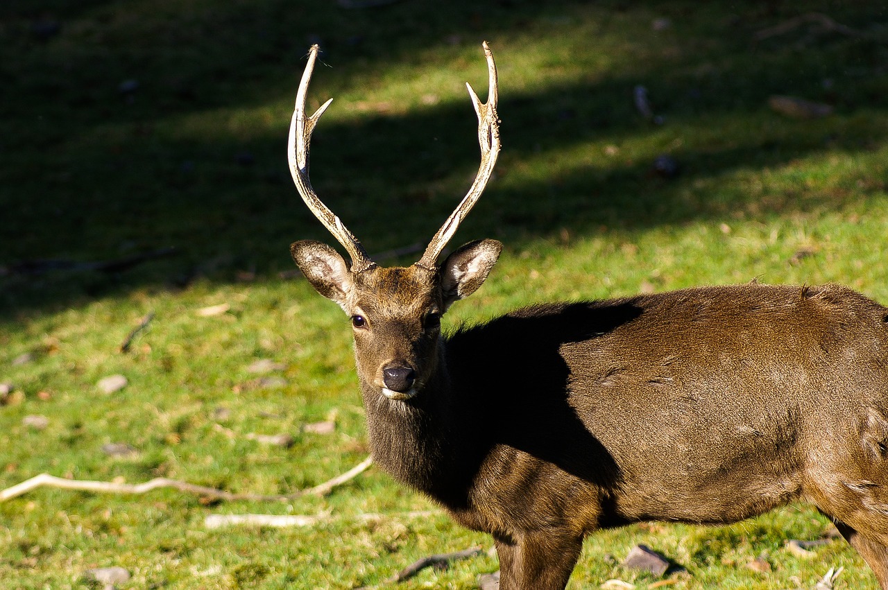 deer  nature  hirsch free photo