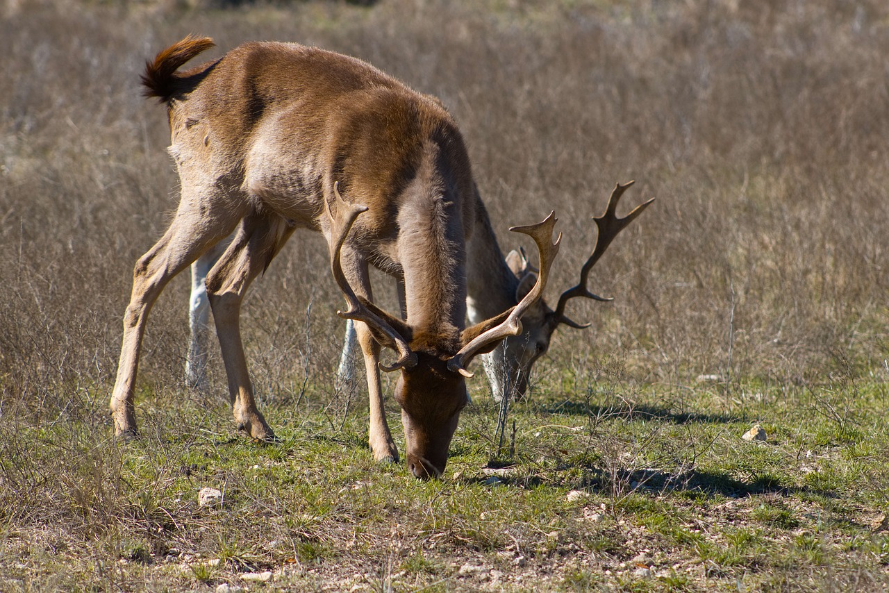 deer  buck  antlers free photo