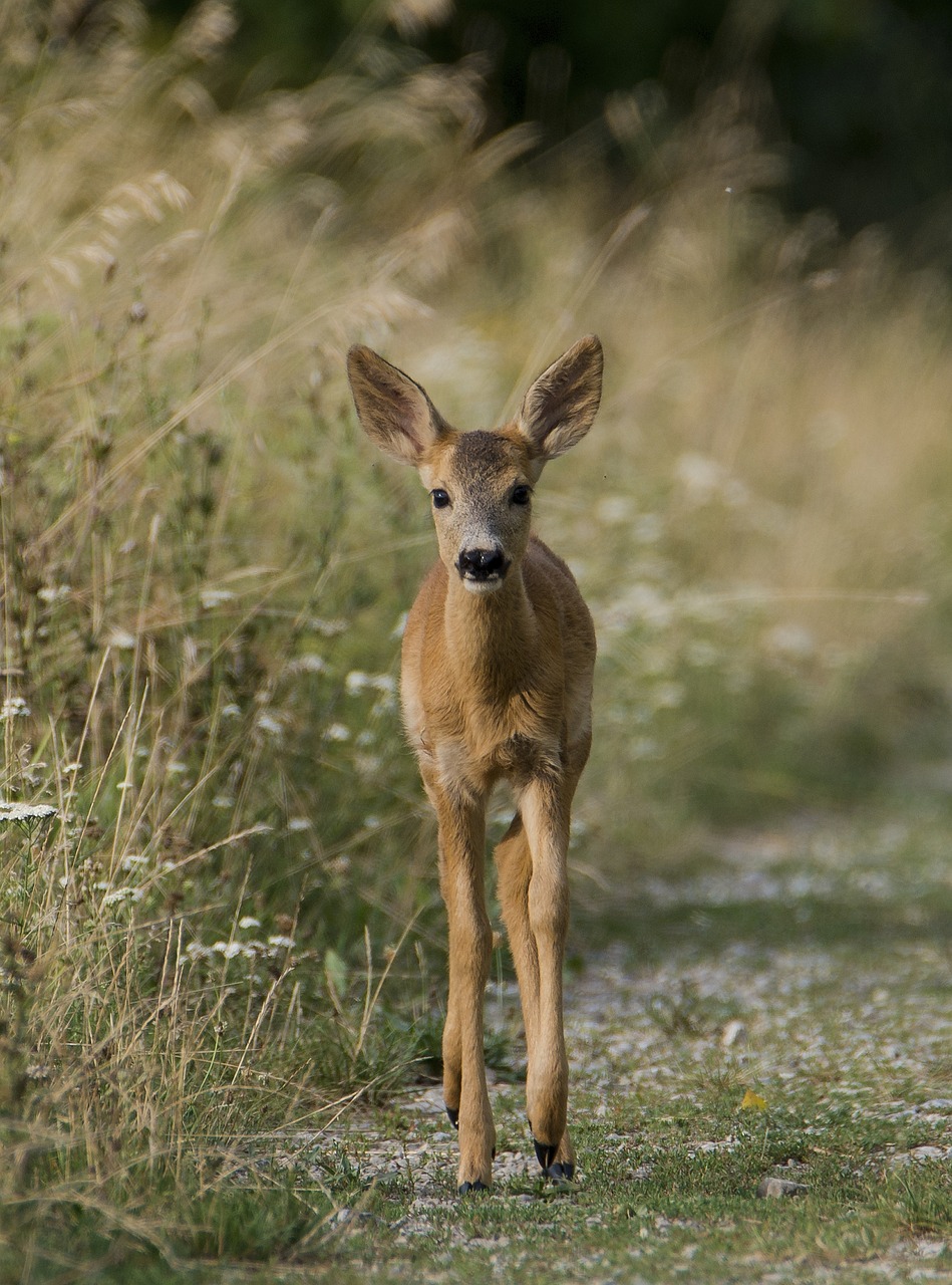 deer  clumsy  bambi free photo