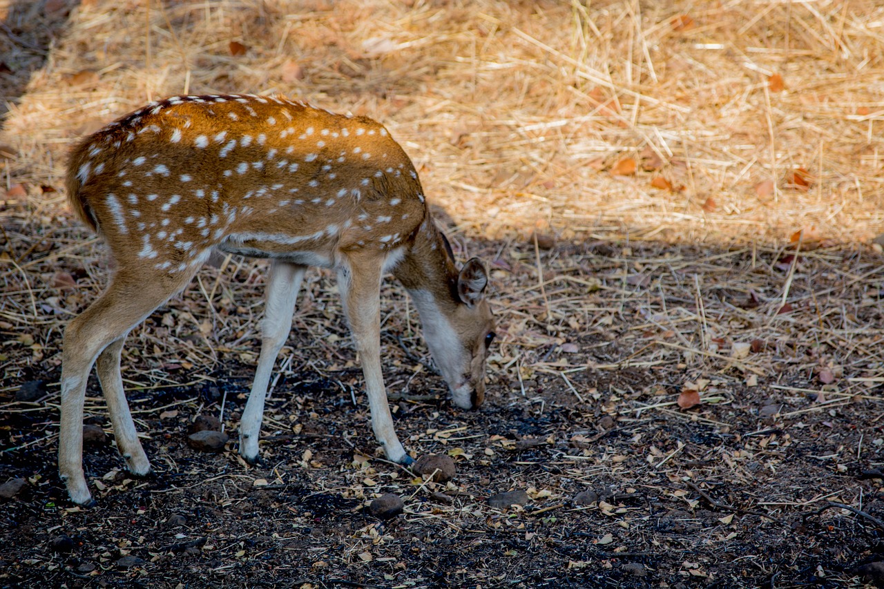 deer  nature  wildlife free photo