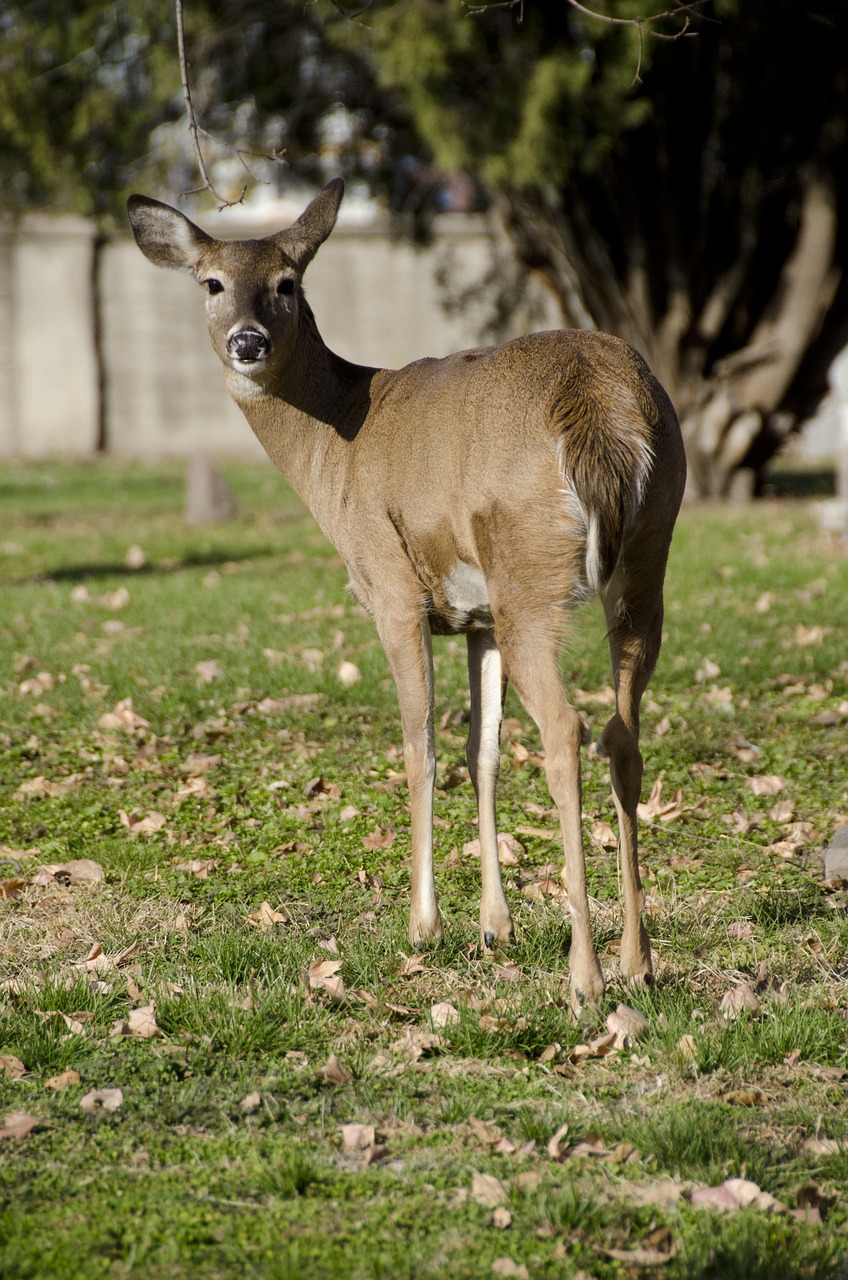 deer  animal  nature free photo