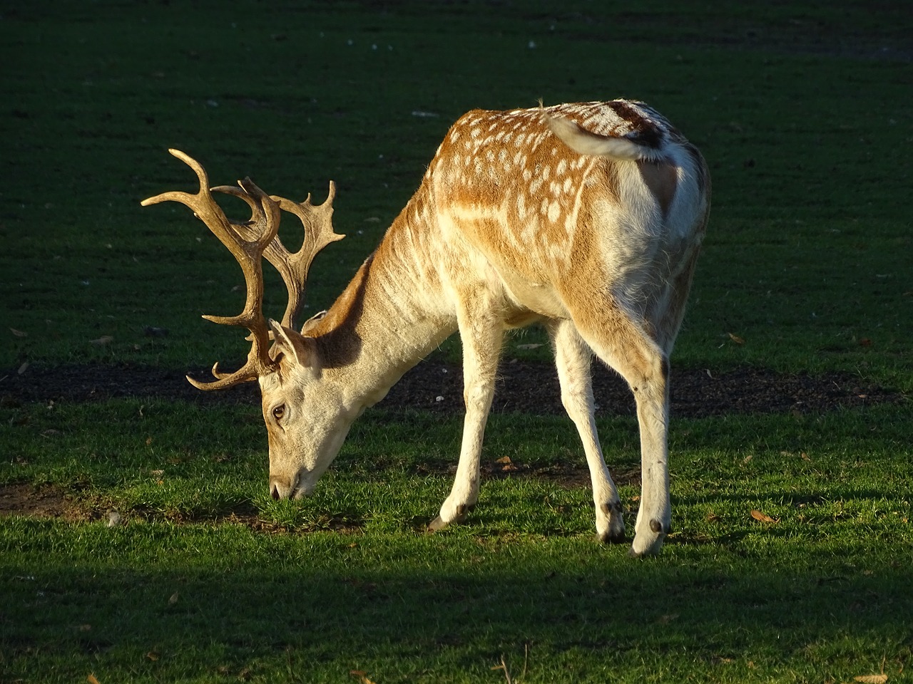 deer  suede  nature free photo