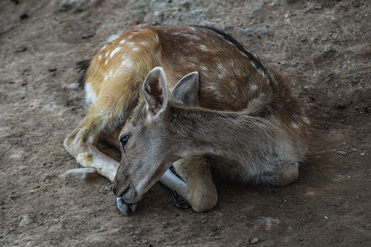 deer  young  resting free photo