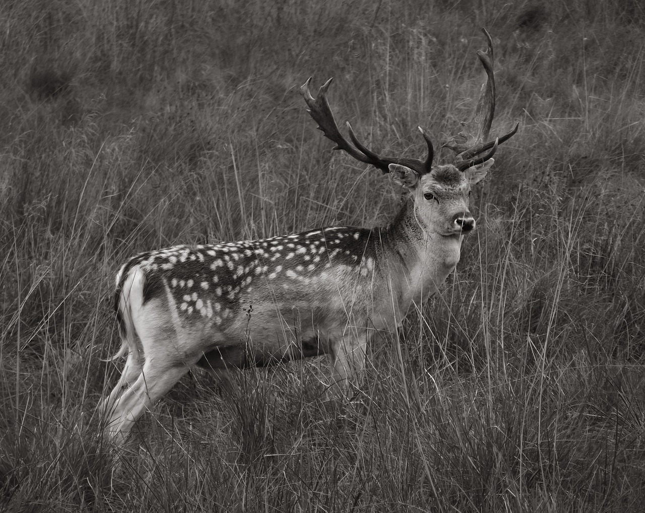 deer  fallow deer  nature free photo