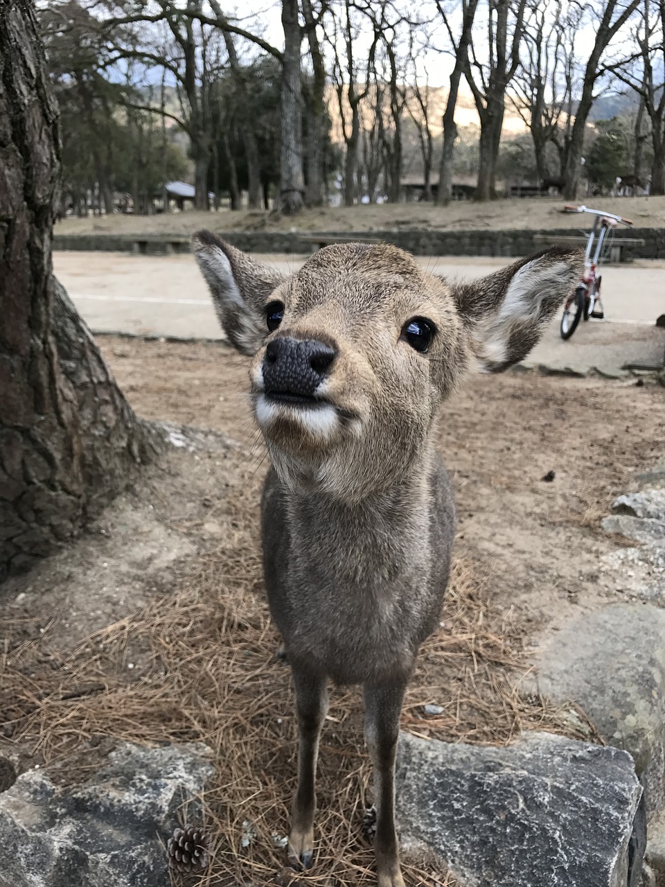 deer  fawn  nature free photo