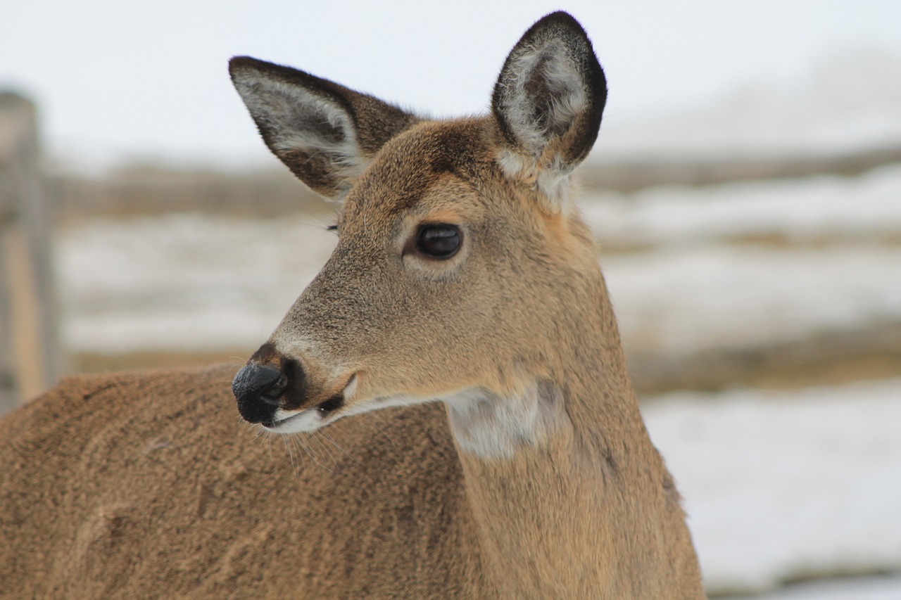 deer  winter  cold free photo