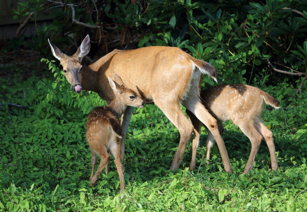 deer  wild life  nature free photo