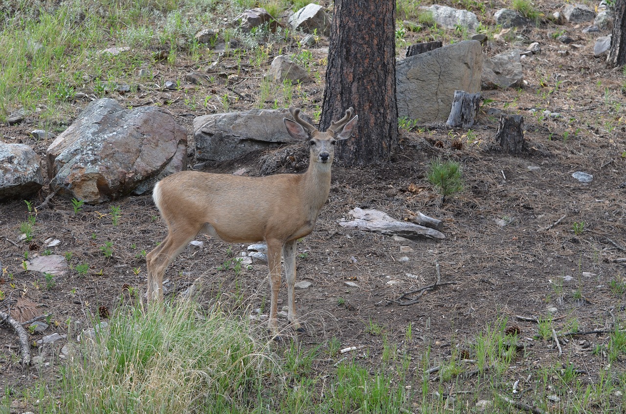 deer  custer  park free photo