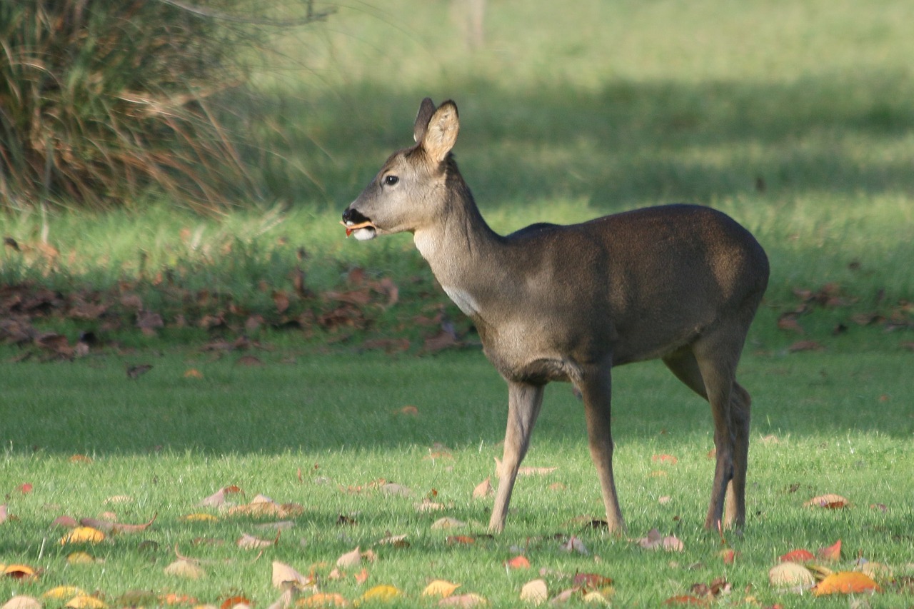 deer  autumn  wildlife free photo