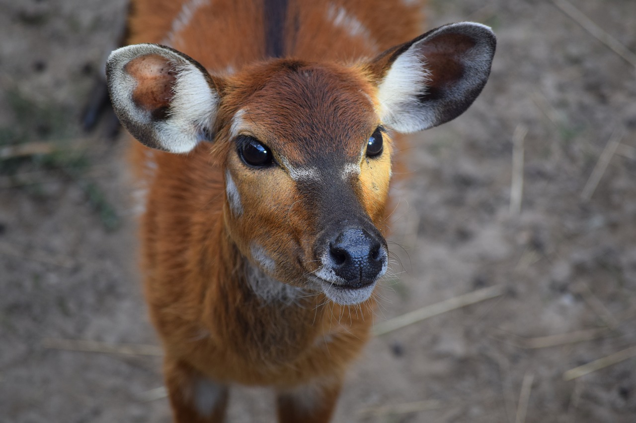 deer  doe  ungulates free photo