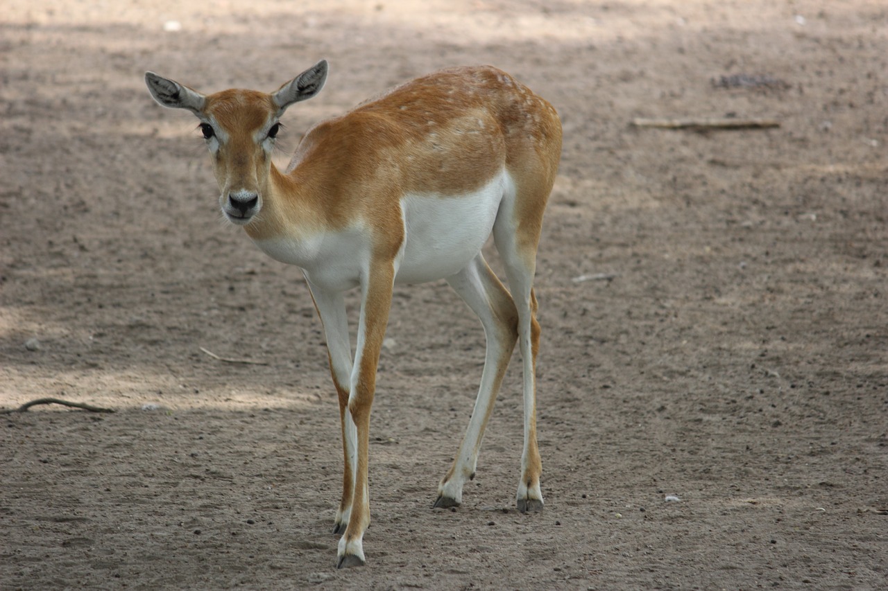 deer zoo wildlife free photo