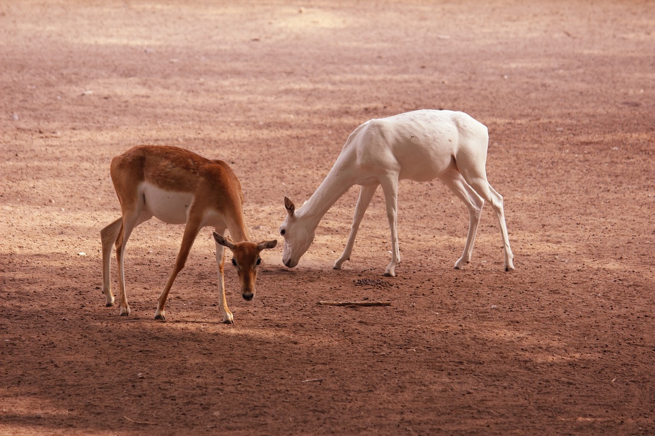 deer wildlife nature free photo