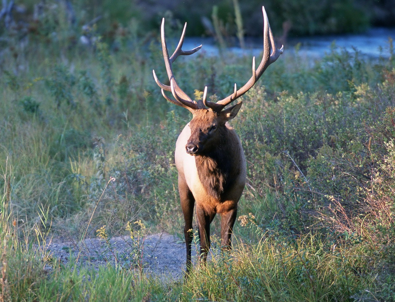 deer elk bull free photo