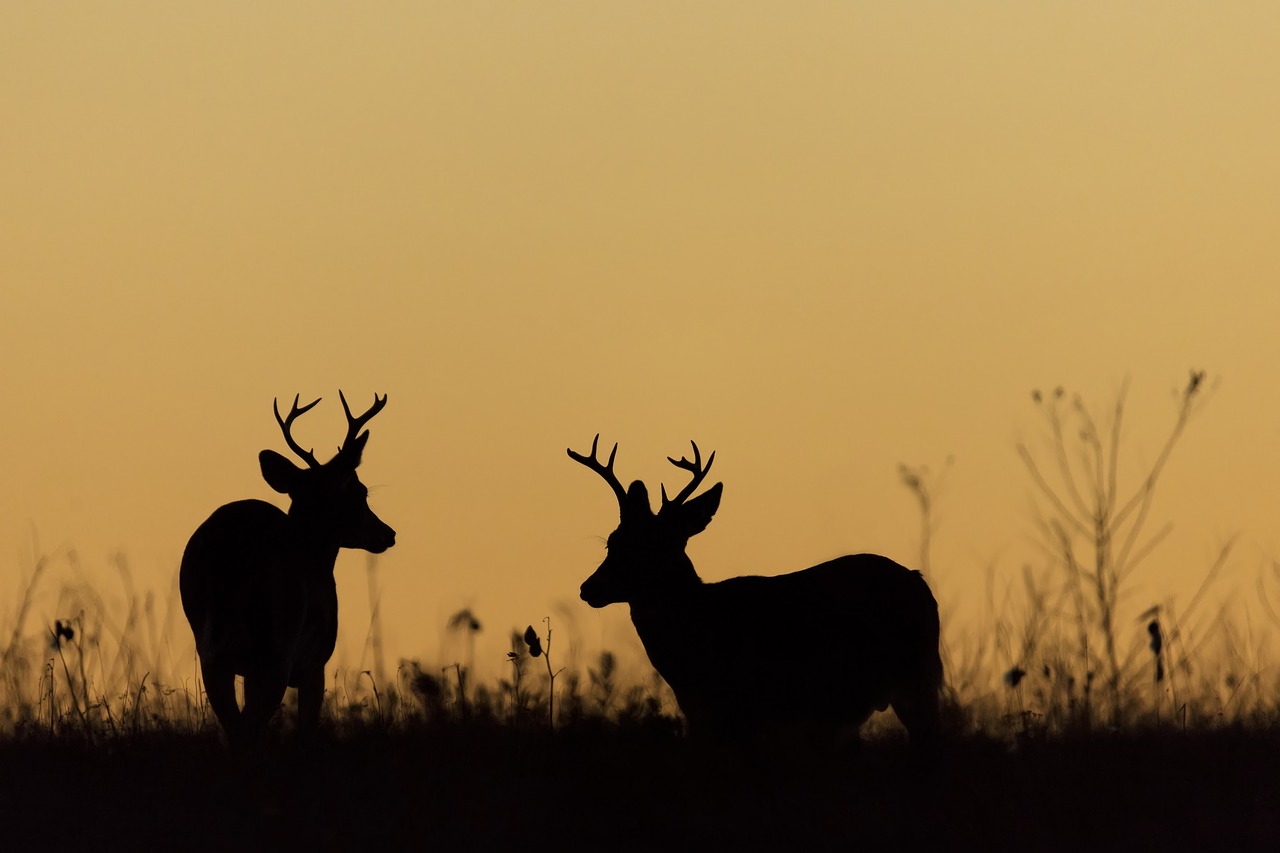 deer  whitetail  bucks free photo