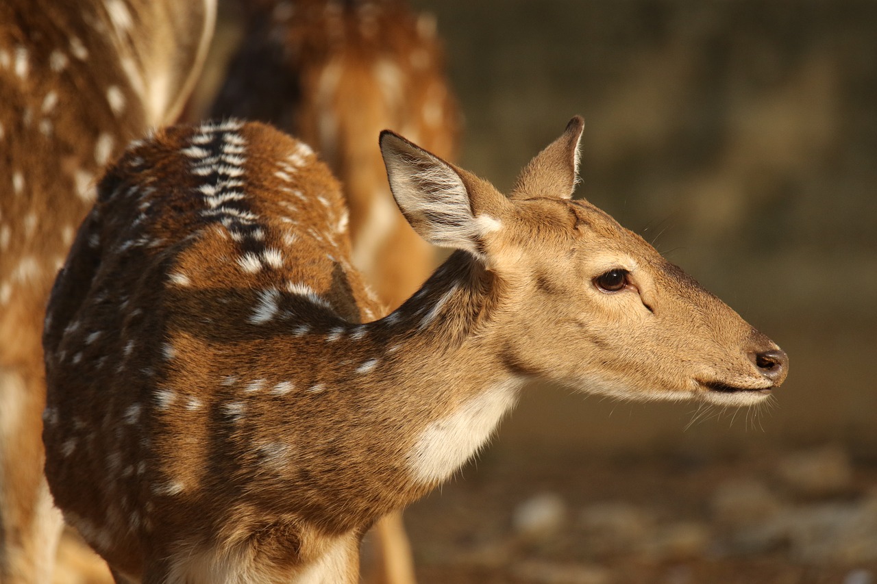 deer  animal  fawn free photo