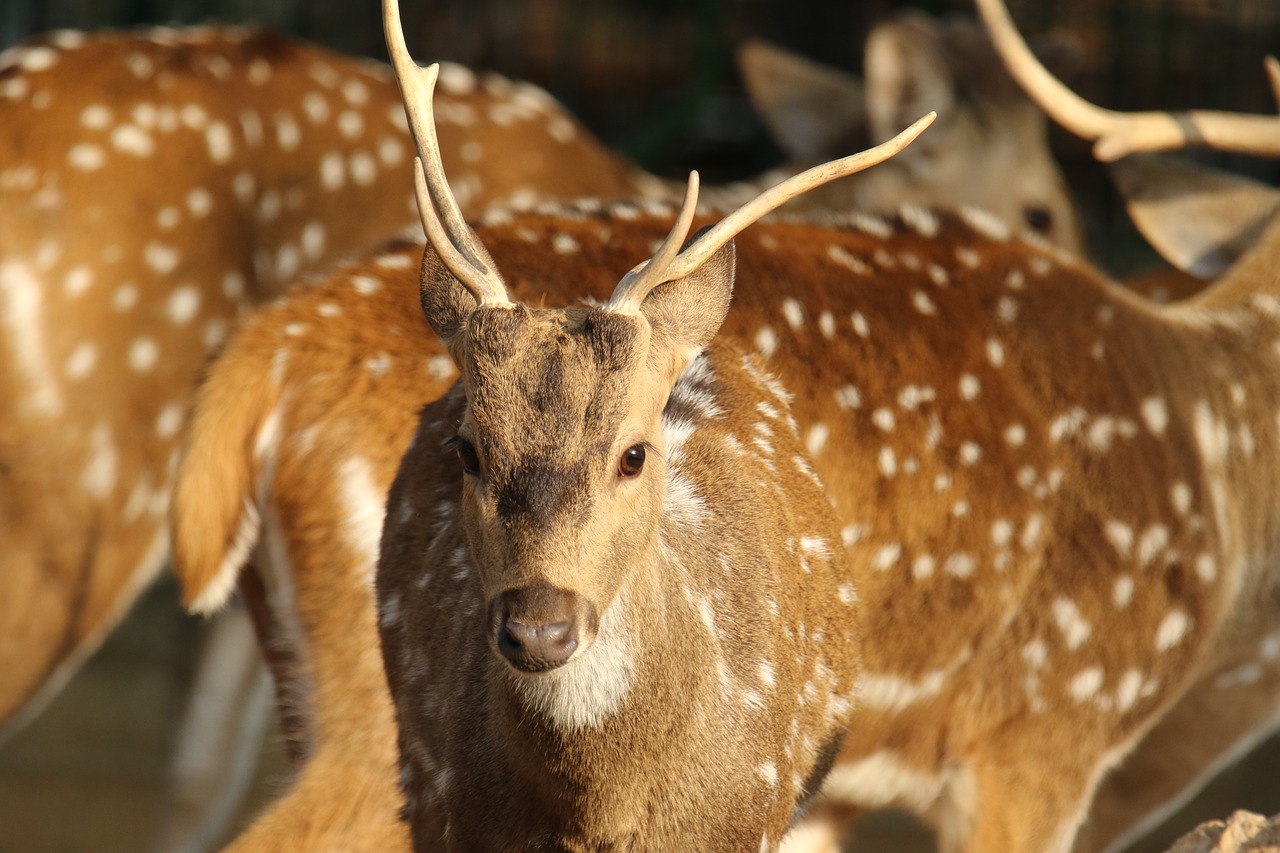 deer  spotted  animal free photo