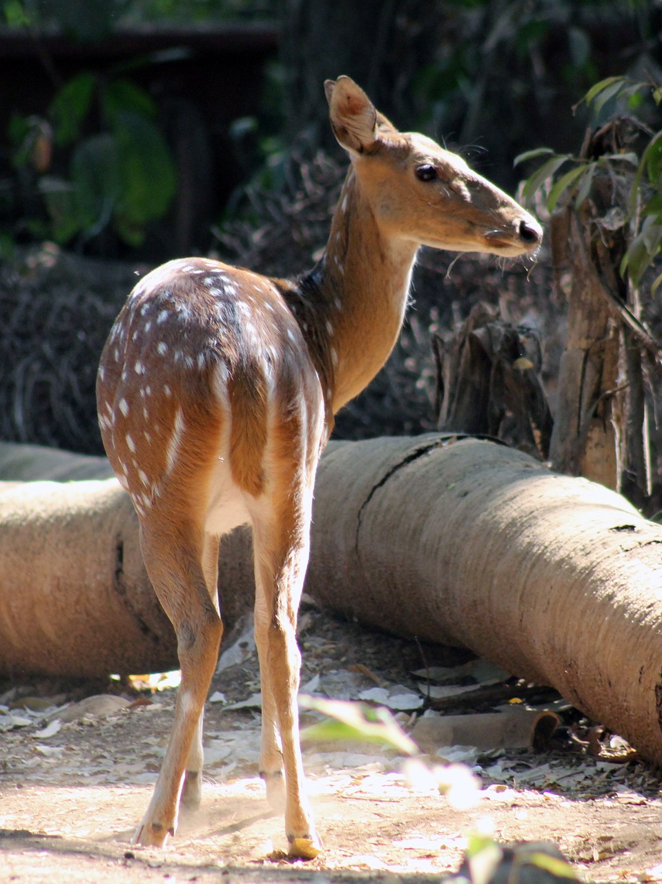 deer face animal free photo