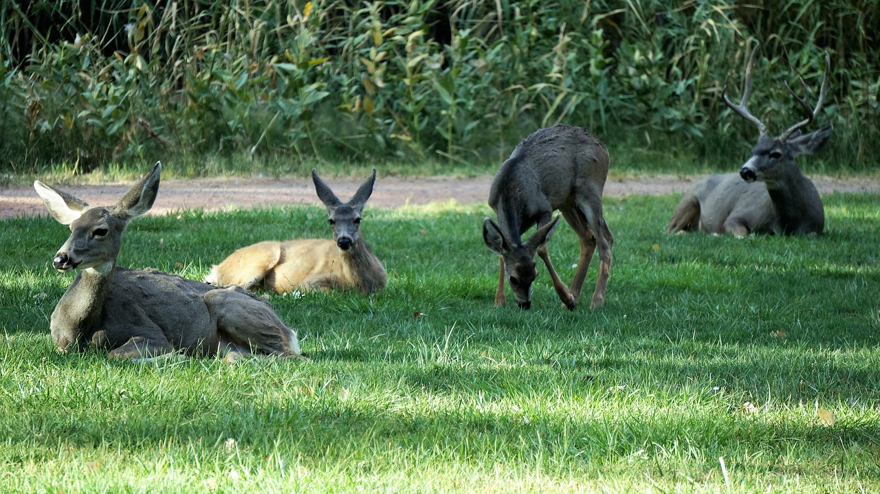 deer  america  mammal free photo