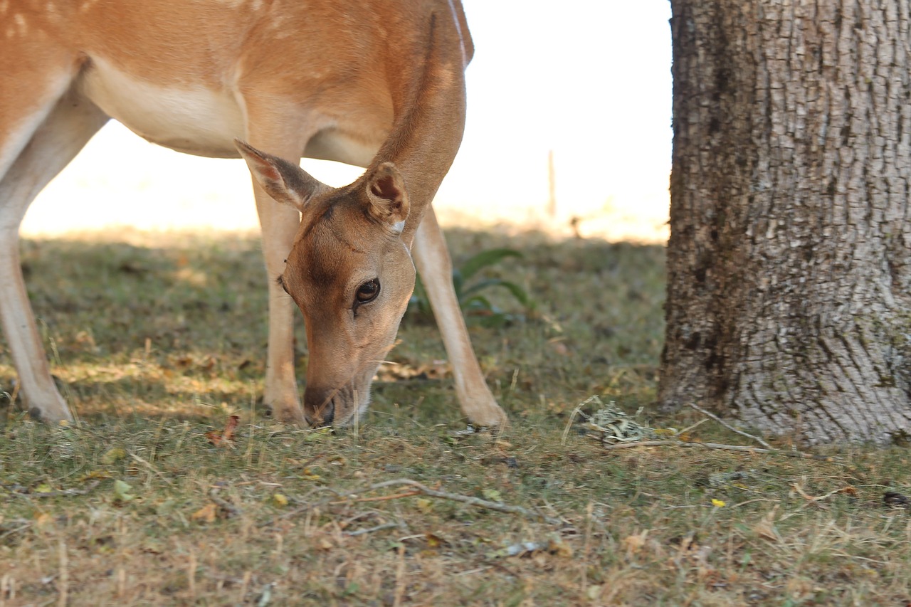 deer  wild  female free photo