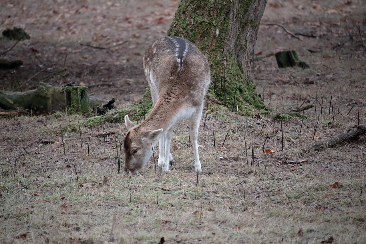 deer  animal  nature free photo