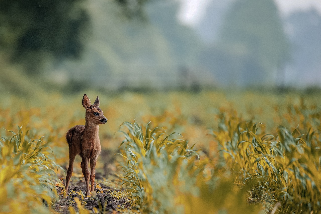 deer  animal  lovely free photo