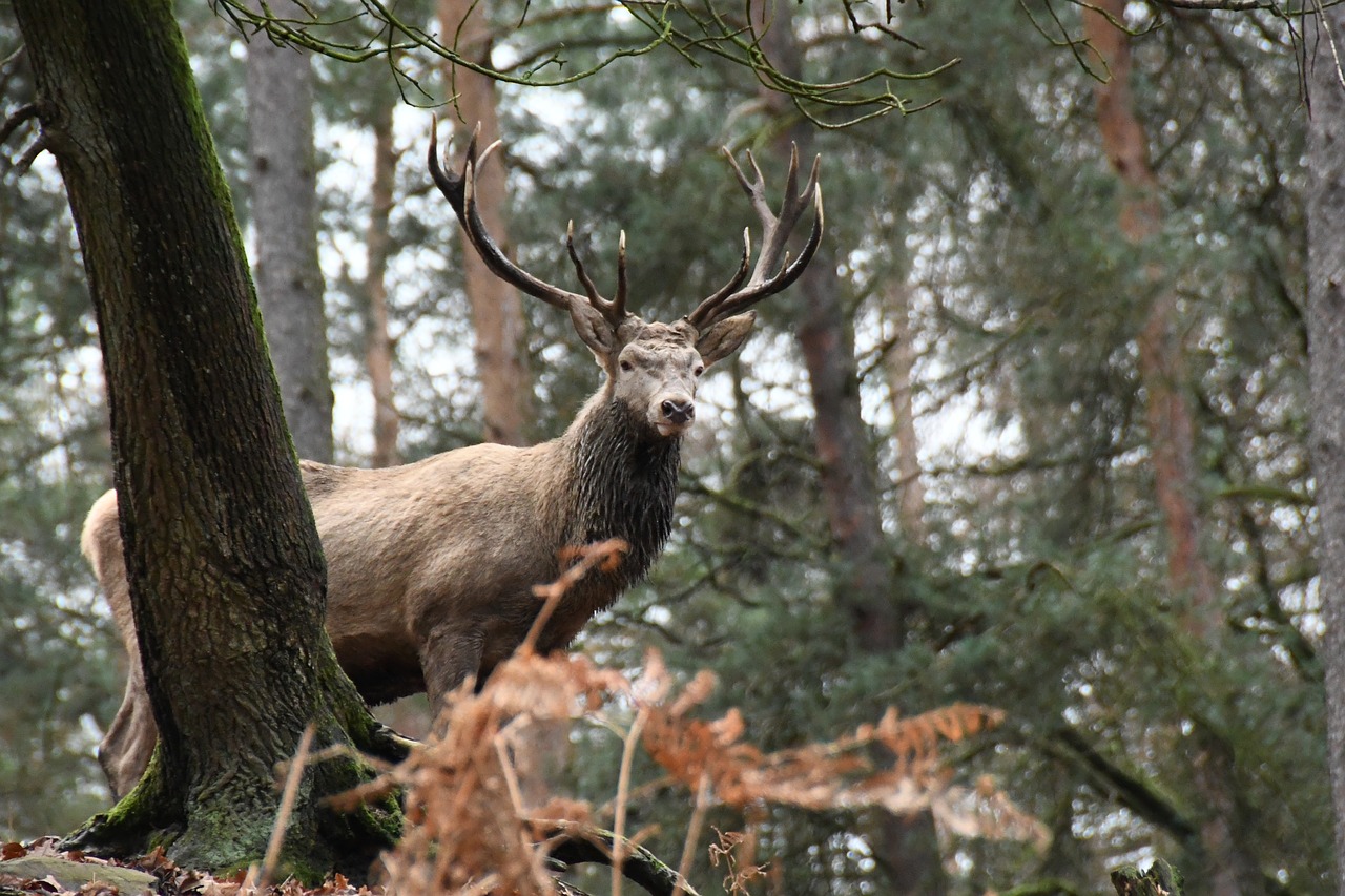 deer  forest  nature free photo